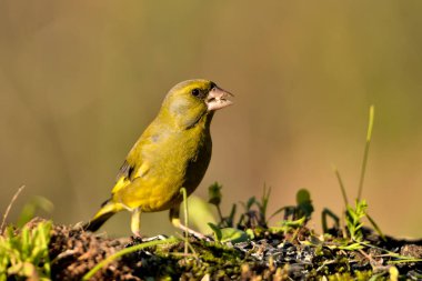 Bulanık yeşil arka planlı genel ispinoz (Chloris chloris)