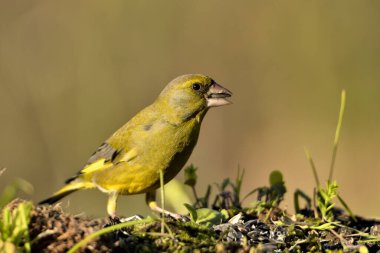 Bulanık yeşil arka planlı genel ispinoz (Chloris chloris)