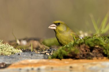 Bulanık yeşil arka planlı genel ispinoz (Chloris chloris)