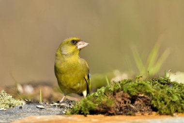 Bulanık yeşil arkaplan ile yere bakan yaygın ispinoz (Chloris chloris)