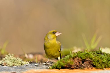 Bulanık yeşil arkaplan ile yere bakan yaygın ispinoz (Chloris chloris)