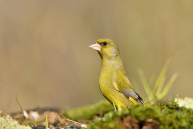 Bulanık yeşil arka planlı genel ispinoz (Chloris chloris)