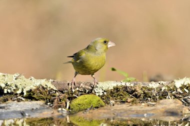 Bulanık yeşil arkaplan ile yere bakan yaygın ispinoz (Chloris chloris)