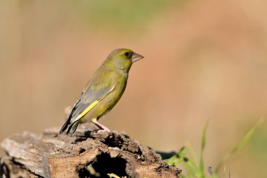Bulanık yeşil arka planlı genel ispinoz (Chloris chloris)