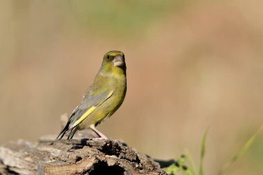 Bulanık yeşil arka planlı genel ispinoz (Chloris chloris)