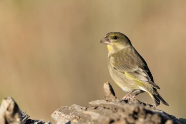 Bulanık yeşil arka planlı genel ispinoz (Chloris chloris)