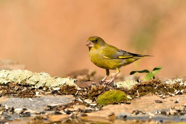 Göletin yanında yeşil ispinoz var. (Chloris chloris))