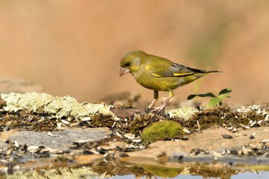 Göletin yanında yeşil ispinoz var. (Chloris chloris))