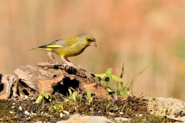 Bulanık yeşil arka planlı genel ispinoz (Chloris chloris)