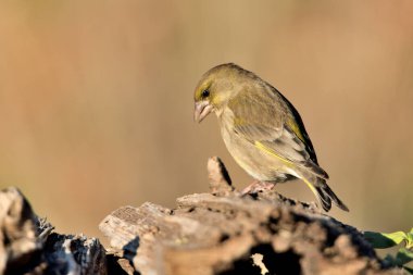 Bulanık yeşil arka planlı yeşil ispinoz (Chloris chloris)