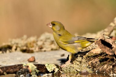 Bulanık yeşil arka planlı genel ispinoz (Chloris chloris)