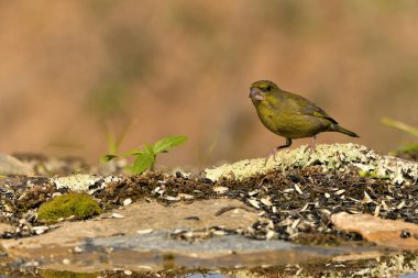 Göletin yanında yeşil ispinoz var. (Chloris chloris))