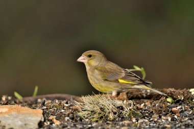 Bulanık yeşil arka planlı genel ispinoz (Chloris chloris)