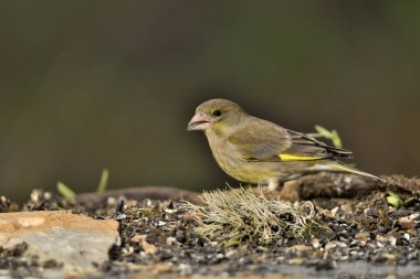 Bulanık yeşil arka planlı genel ispinoz (Chloris chloris)