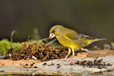 Bulanık yeşil arka planlı genel ispinoz (Chloris chloris)