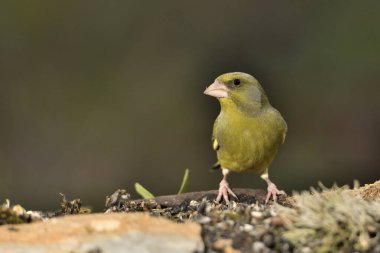 Bulanık yeşil arkaplan ile yere bakan yaygın ispinoz (Chloris chloris)