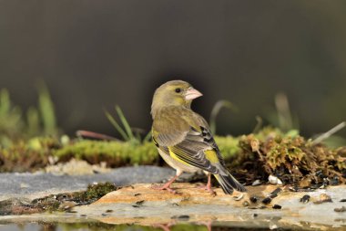 Bulanık yeşil arka planlı yeşil ispinoz (Chloris chloris)