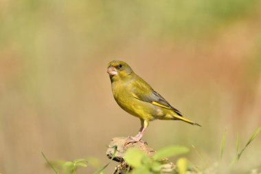 Bulanık yeşil arka planlı genel ispinoz (Chloris chloris)