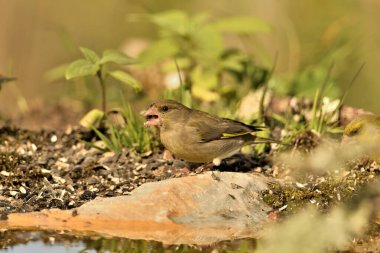 Bulanık yeşil arka planlı genel ispinoz (Chloris chloris)