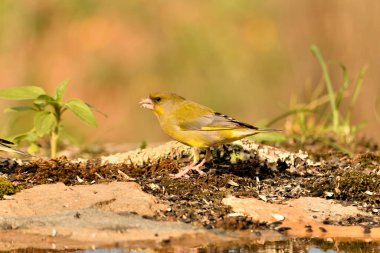 Bulanık yeşil arka planlı genel ispinoz (Chloris chloris)