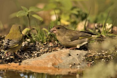 Gölet kenarı ispinozu (Chloris chloris))
