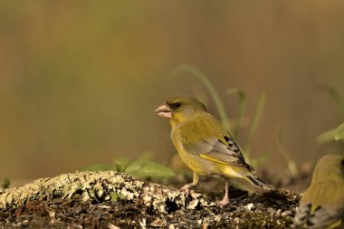 Bulanık yeşil arka planlı yeşil ispinoz (Chloris chloris)