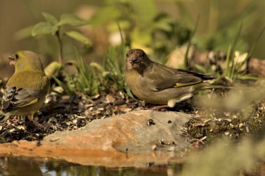 Gölet kenarı ispinozu (Chloris chloris))