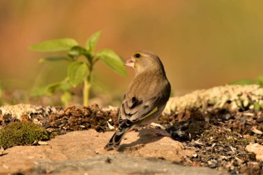 Bulanık yeşil arka planlı yeşil ispinoz (Chloris chloris)