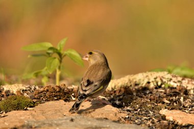 Bulanık yeşil arka planlı yeşil ispinoz (Chloris chloris)