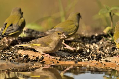 Bulanık yeşil arka planlı genel ispinoz (Chloris chloris)
