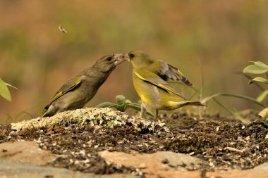 Yeşil ispinoz (kloris kloris) yemek savaşları