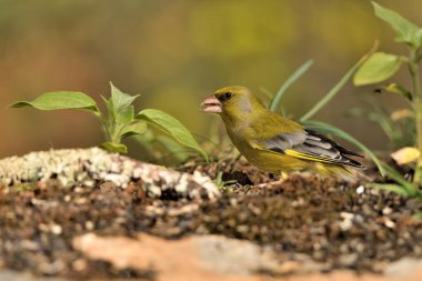 Bulanık yeşil arka planlı genel ispinoz (Chloris chloris)
