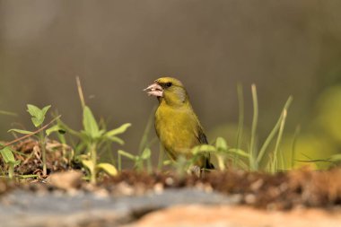 Bulanık yeşil arka planlı genel ispinoz (Chloris chloris)