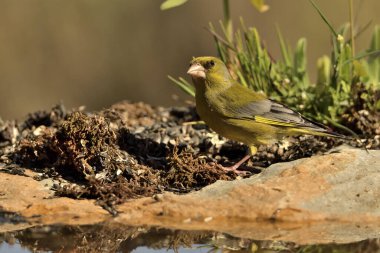Göletin yanında yeşil ispinoz var. (Chloris chloris))