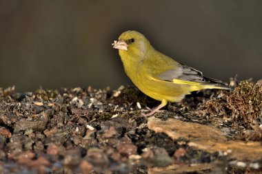 Bulanık yeşil arka planlı genel ispinoz (Chloris chloris)
