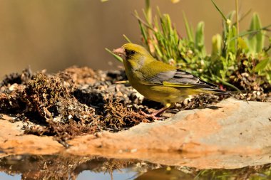 Bulanık yeşil arka planlı genel ispinoz (Chloris chloris)