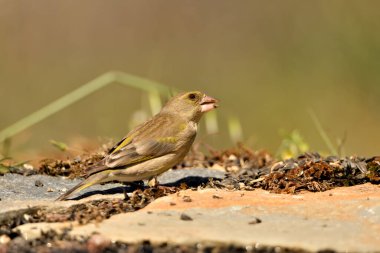 Bulanık yeşil arka planlı genel ispinoz (Chloris chloris)
