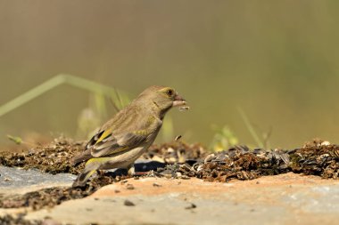 Bulanık yeşil arka planlı genel ispinoz (Chloris chloris)