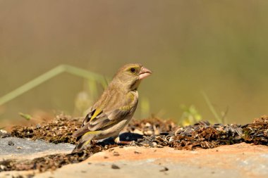 Bulanık yeşil arka planlı genel ispinoz (Chloris chloris)