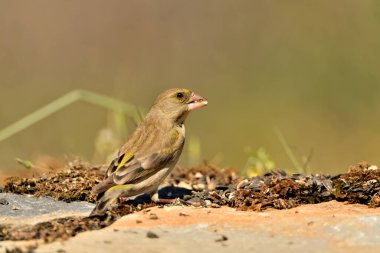 Bulanık yeşil arka planlı genel ispinoz (Chloris chloris)