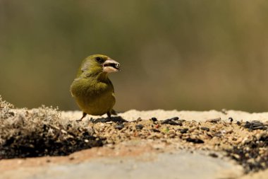 Bulanık yeşil arkaplan ile yere bakan yaygın ispinoz (Chloris chloris)