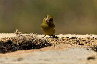 Bulanık yeşil arkaplan ile yere bakan yaygın ispinoz (Chloris chloris)
