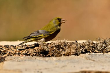 Bulanık yeşil arka planlı genel ispinoz (Chloris chloris)
