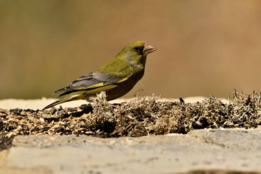 Bulanık yeşil arka planlı genel ispinoz (Chloris chloris)