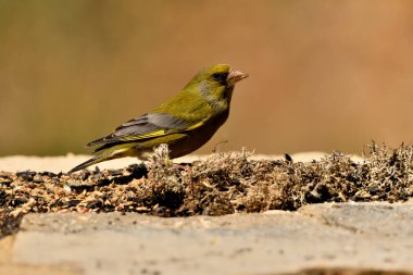 Bulanık yeşil arka planlı genel ispinoz (Chloris chloris)