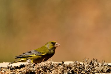 Bulanık yeşil arka planlı genel ispinoz (Chloris chloris)
