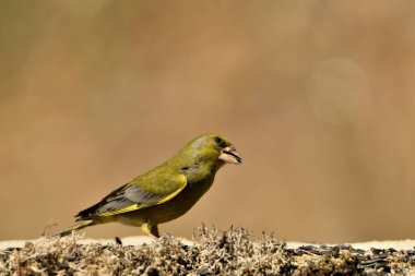 Bulanık yeşil arka planlı genel ispinoz (Chloris chloris)