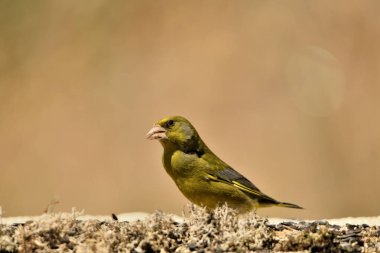 Bulanık yeşil arka planlı genel ispinoz (Chloris chloris)