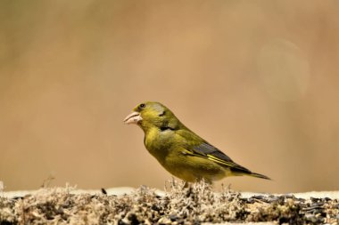 Bulanık yeşil arka planlı genel ispinoz (Chloris chloris)