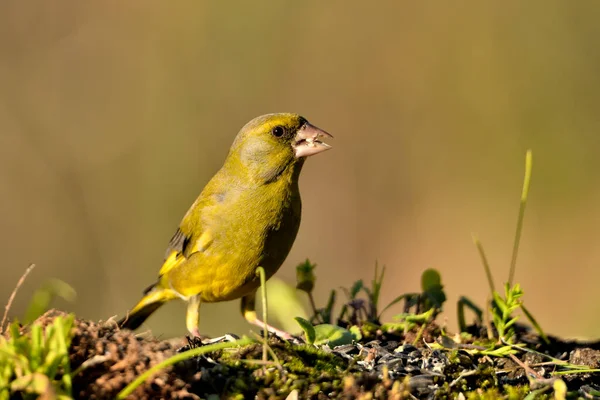 stock image Common greenfinch in profile with blurred green background (Chloris chloris)